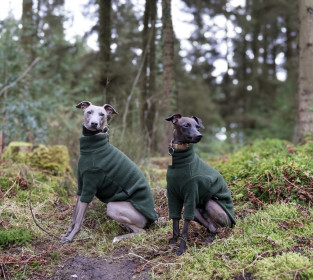 Dog Jumper, Loden Green