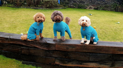 Dog Suit, Teal