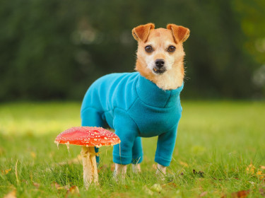 Dog Suit, Teal Dog Suit, Teal