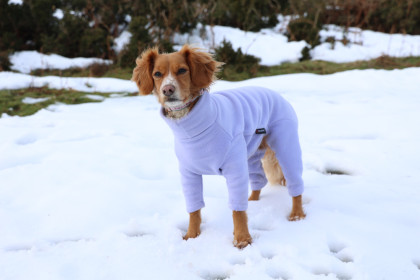 Dog Suit, Lavender Dog Suit, Lavender