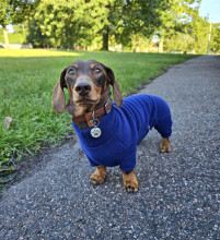 Dachsie Suit, Navy