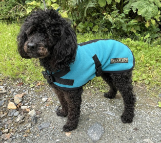 Dog Coat, Teal