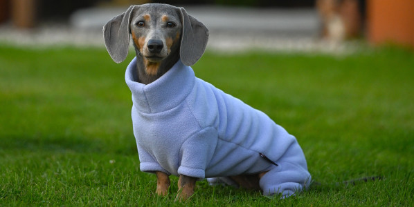 Dachsie Suit