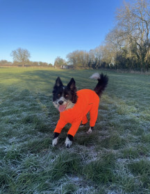 Dog Suit, Blaze Orange Dog Suit, Blaze Orange