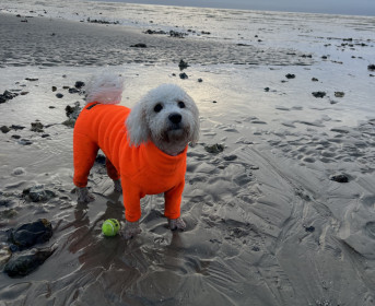 Dog Suit, Blaze Orange