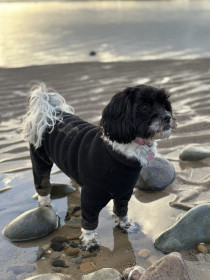 Dog Suit, Black Dog Suit, Black