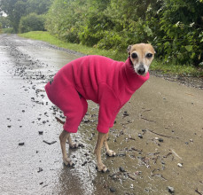 Dog Suit, Soft Fuchsia