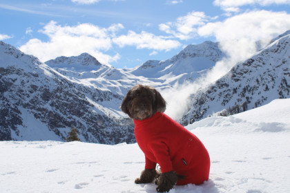 Dog Suit, Red