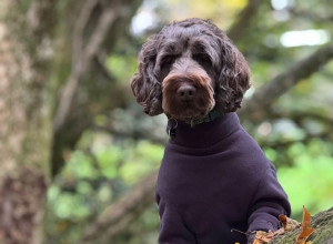 Dog Suit, Espresso