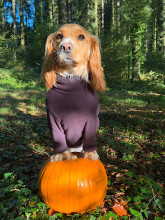 Dog Jumper, Espresso